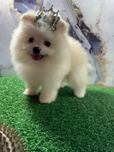 Spitz alemão anao todos os tamanhos