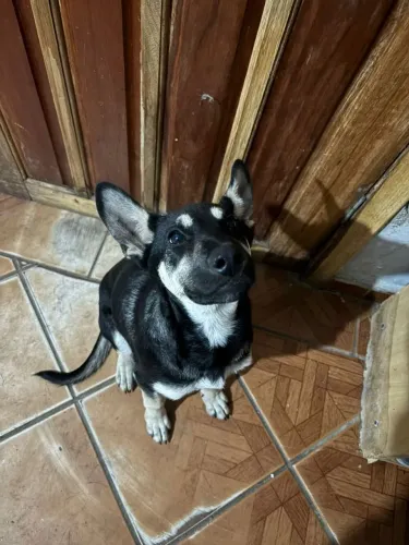 Cachorrinho mestiço de pastor alemão 