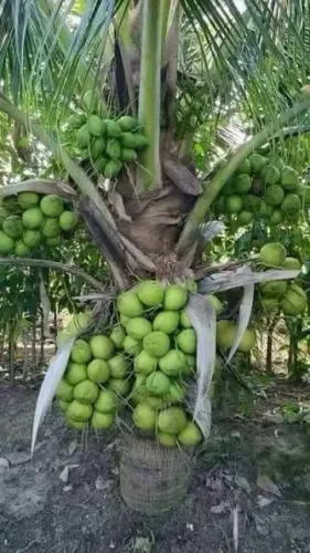 Mudas de coco anão