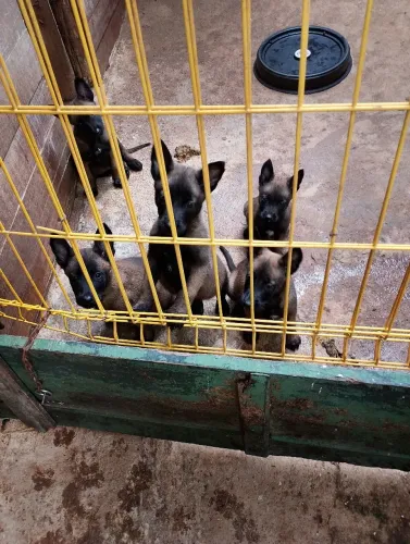 Filhotes de pastor Belga Malinoá