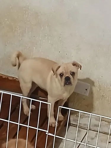 Pug Macho