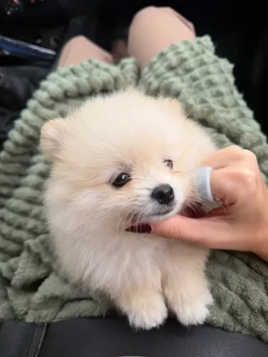 Lulu da Pomerânia Creme | Filhote | Olinda