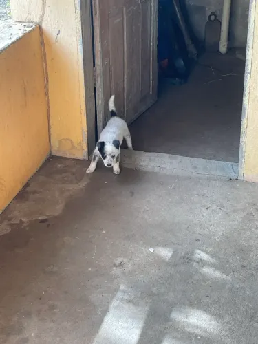 Filhote de Blue Heeler 