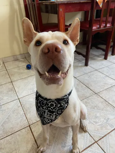 Cachorro para adoção 