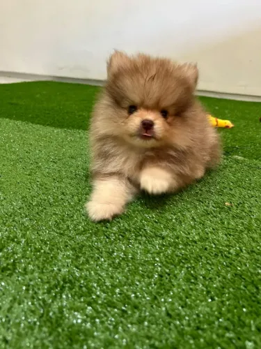 Spitz alemão anaozinho