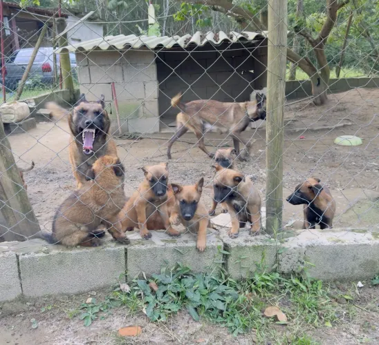 Cachorro pastor Belga, Malinois