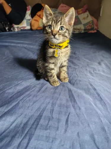 Doação Gatinho Filhote 45 dias