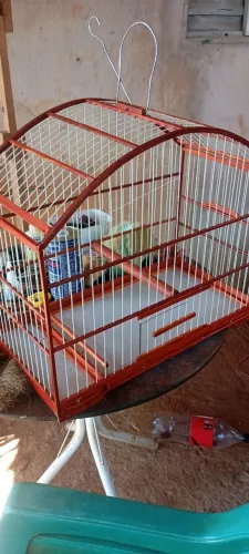 Gaiola novinha para pássaros de porte médio e grande 