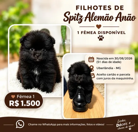 Spitz alemão fêmea