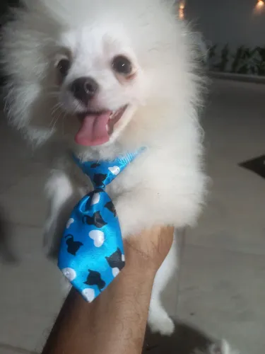 Vendo  2 filhotes de spitz alemã. 