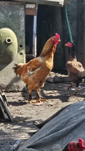 Vende - se Galo