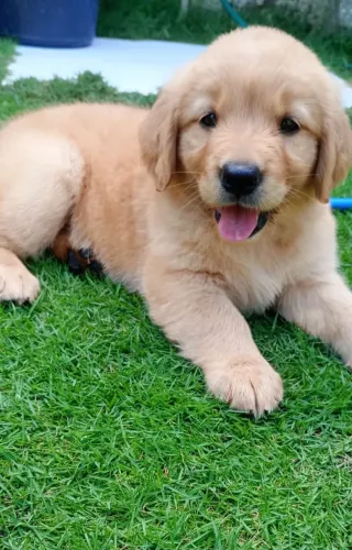 golden retriever fêmea 