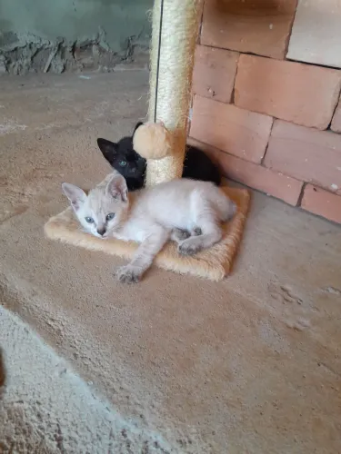 Estou doando esses gatinhos 