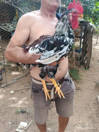 Vendo frangos GSB Balão Sertanejo