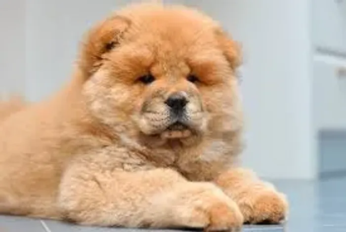 chow chow Elegância silenciosa.