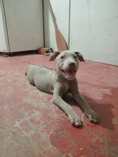 Vendo Filhote De Pitbul Monster, Fêmea 2 Meses . 600