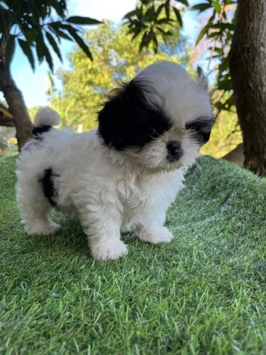 Filhote de Shihtzu 