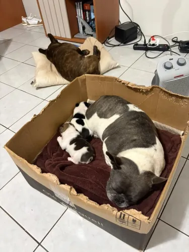  Buldogue francês Fêmea castrada 