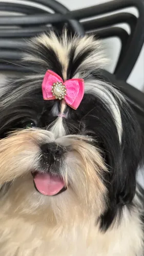 Shih tzu fêmea 5 meses