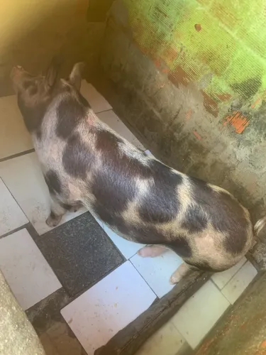 Porca