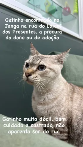 Gato encontrado no Janga, rua do Lojão dos Presentes