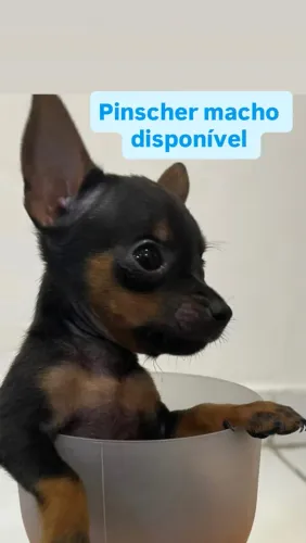 Pinscher