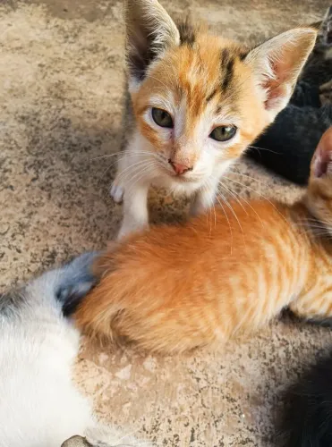 doação de gatinhos