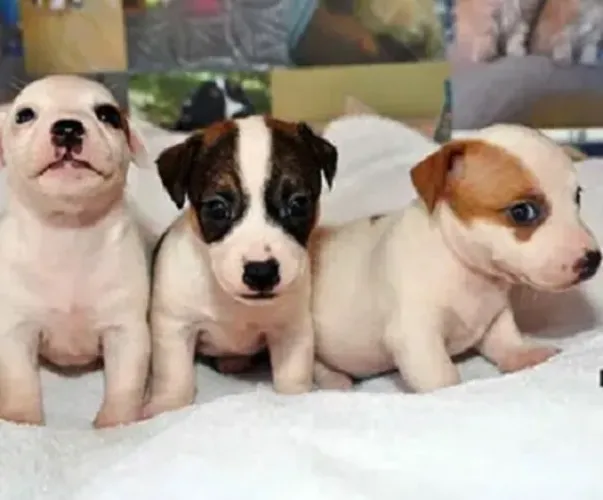 PINSCHEER X CHIHUAHUA Uma fofura dessas conquista qualquer coração! Zap 9.975I.649I