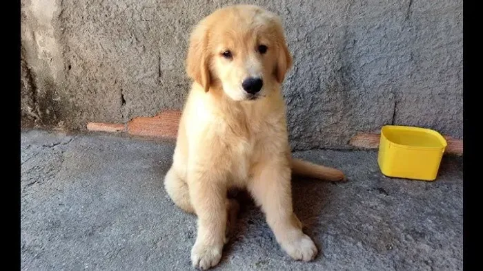 Filhote de Golden para doação