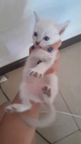 Para adoção, duas gatinhas branquinhas 
