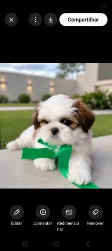 Shih tzus puros vacinados