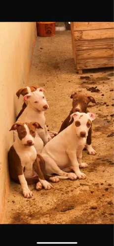 Americam bully com pit bull