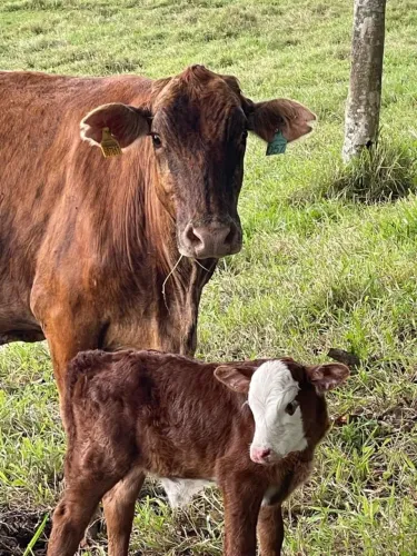 Trabalho, vaga em fazenda .