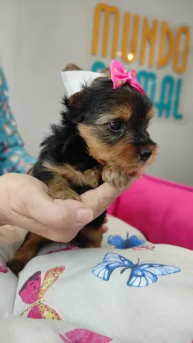 YORKSHIRE TERRIER COM PEDIGREE