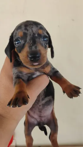 Filhote Dachshund