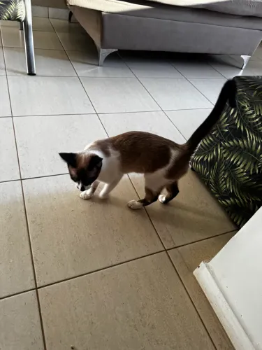 DOAÇÃO GATA SIAMÊS FÊMEA