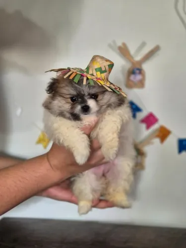 Restam Apenas 2 Princesinhas Lulu da Pomerânia Procurando um Lar