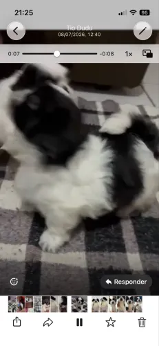 Vendo Shih Tzu Macho