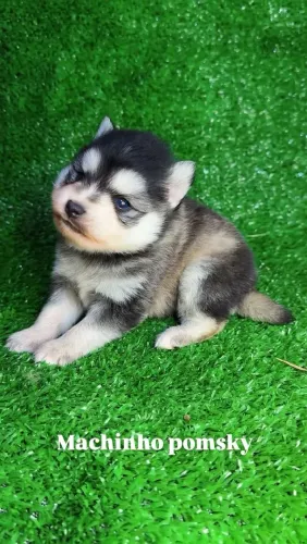 Pomsky Filhotes Disponíveis com Pedigree em São Paulo