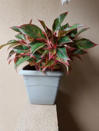 Planta Aglaonema 