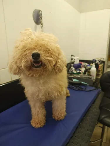 Poodle macho cor creme adulto