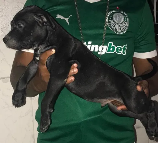 Filhote de Pit Monster