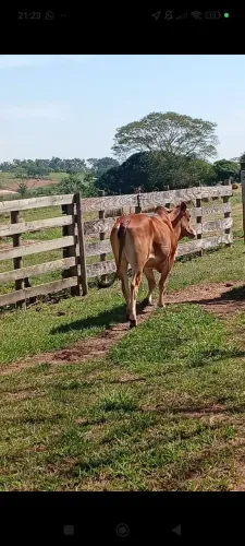 Novilha gorda a venda .