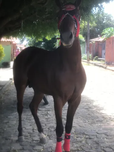 Cavalo purro