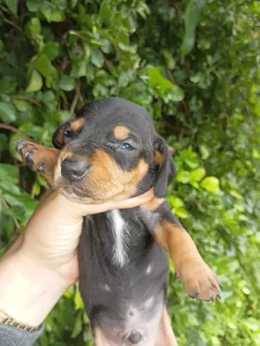 Dachshund preto e tan macho