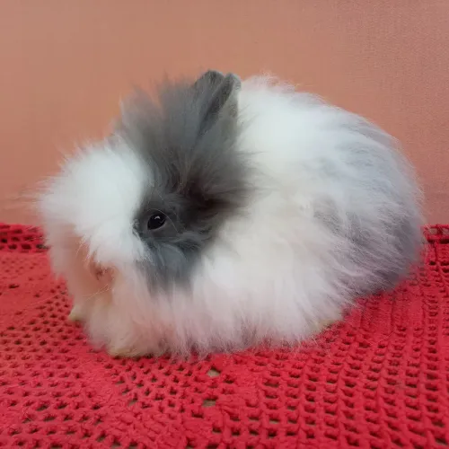 Coelho Anão Teddy Dwerg 