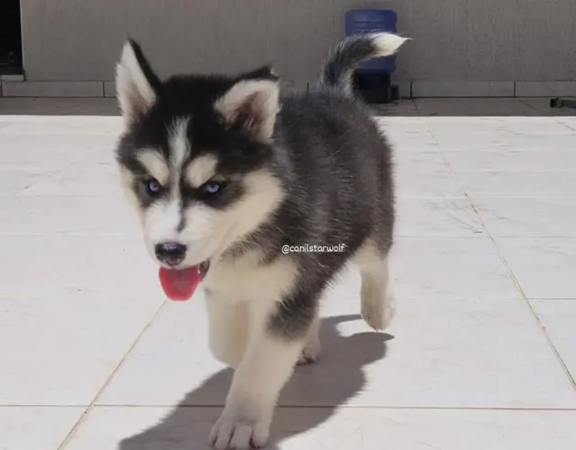 Filhote husky siberiano, Seu novo melhor amigo de quatro patas te espera!