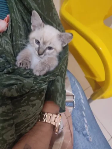 Siamesa filhote pedigree 2 meses idade linda castrada