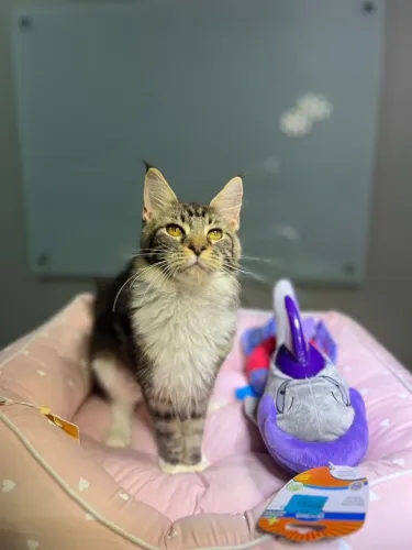 Filhote de Maine Coon 
