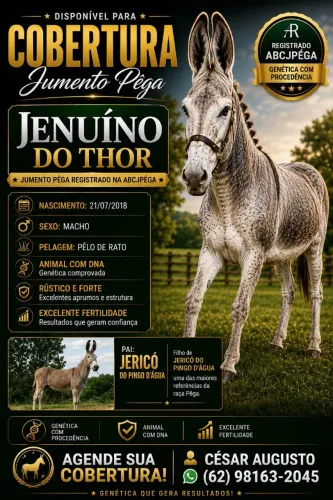 Cobertura Jumento Pega / mula / burro /